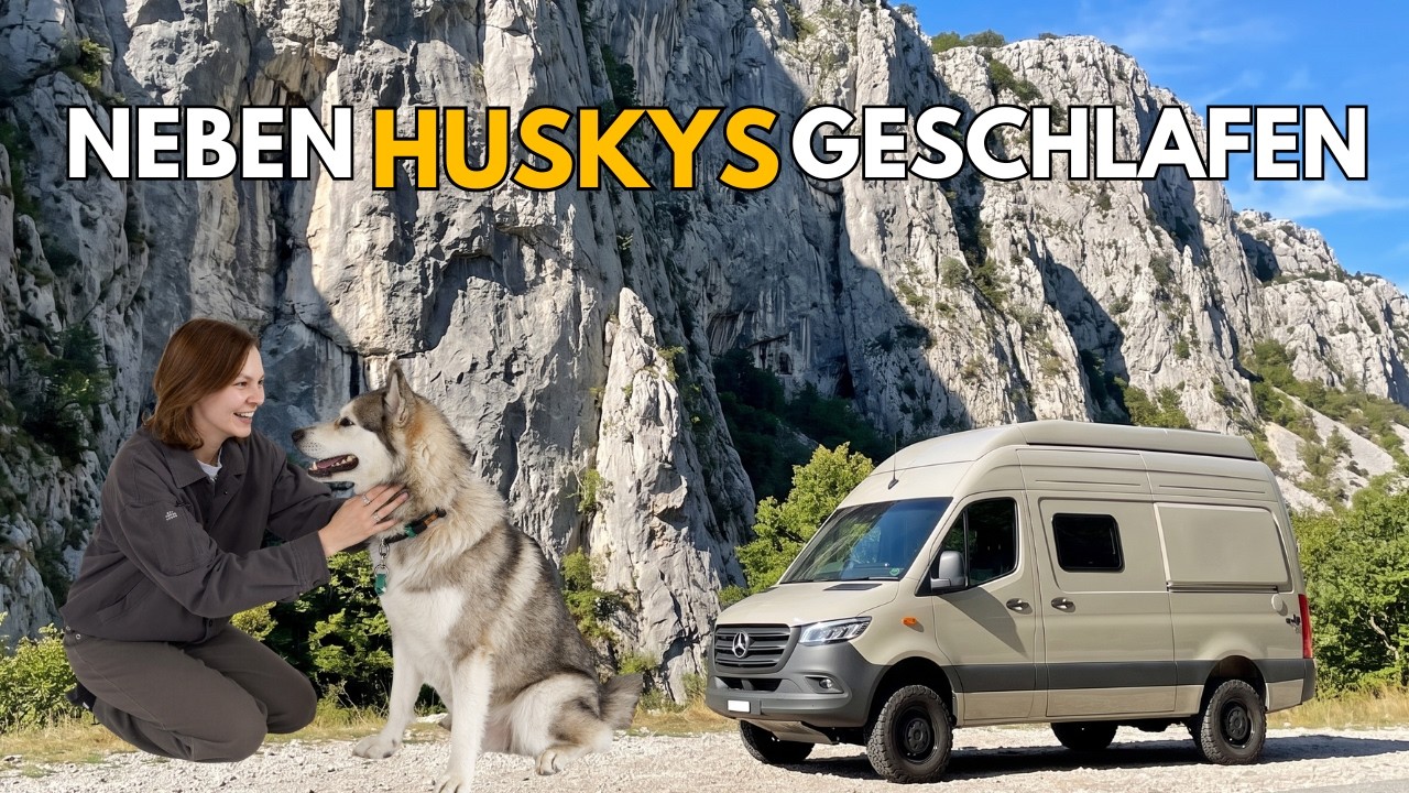 Schlittenhunde mitten im Schweizer Sommer — und wir campen daneben
